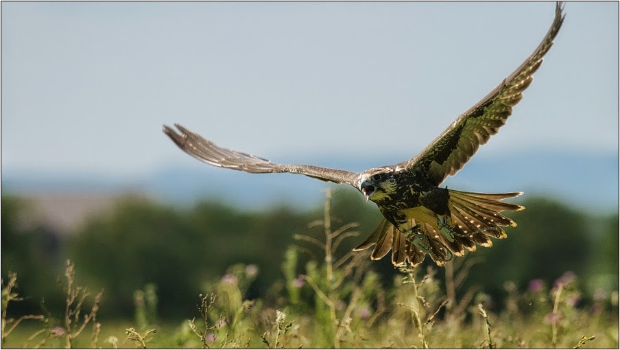 wildlife.crimea.ua