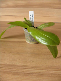 Phalaenopsis Violacea, young orchid species, first flowering, plant potted in sphagnum-moss