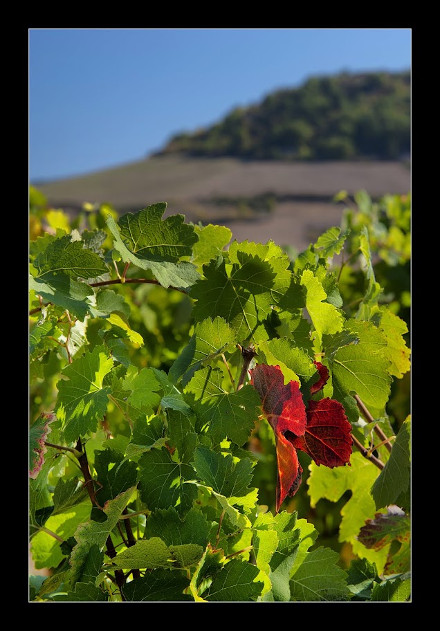 Autour de la vigne _7006412%252520ret2