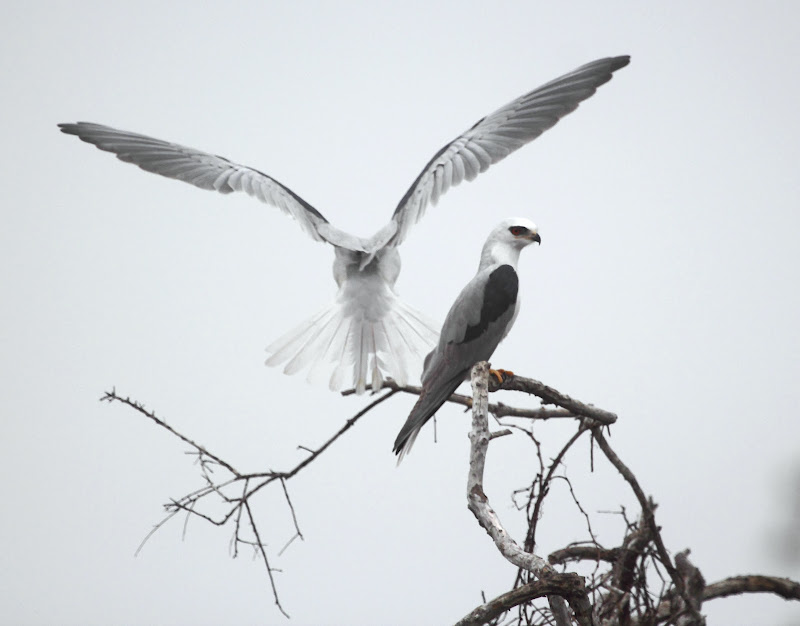 IMG_1901%2520White-tailed%2520Kites.JPG