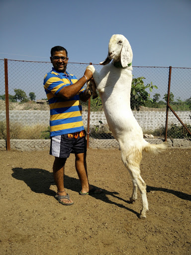 Renuka Goat Farm, At Post: Kolgoan, Tal: Shrigonda, Dist: Ahemednagar., MH SH 10, Maharashtra 413703, India, Farm, state MH