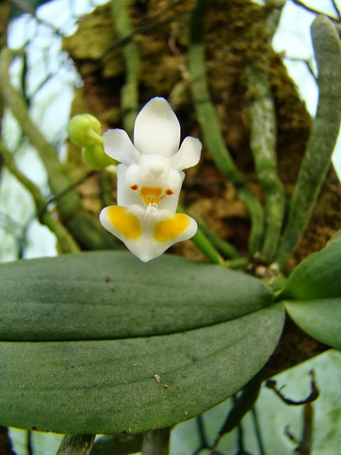 Phalaenopsis thailandica  - Page 2 DSC00422