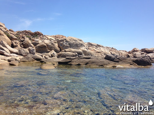 Distillerie Vitalba : Huiles Essentielles de Corse