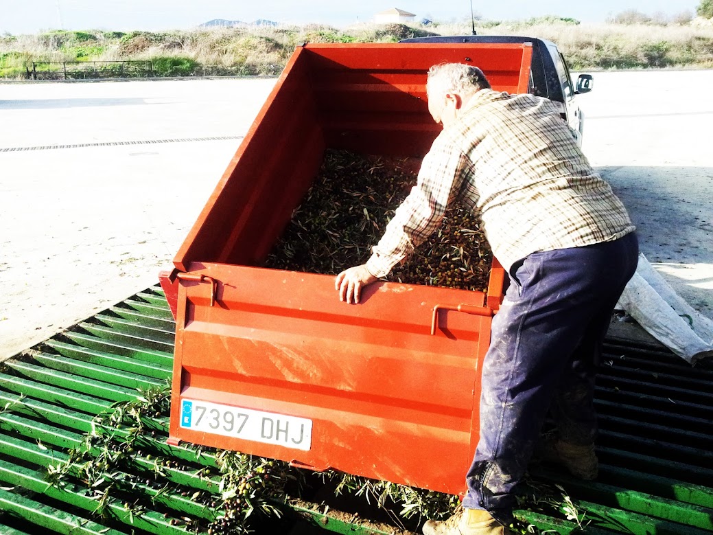 ESTIMAN UN DESCENSO DEL 50% EN LAPRODUCCION NACIONAL DE ACEITUNA