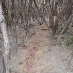 Track through the thick bush to Mowarry Point (104728)