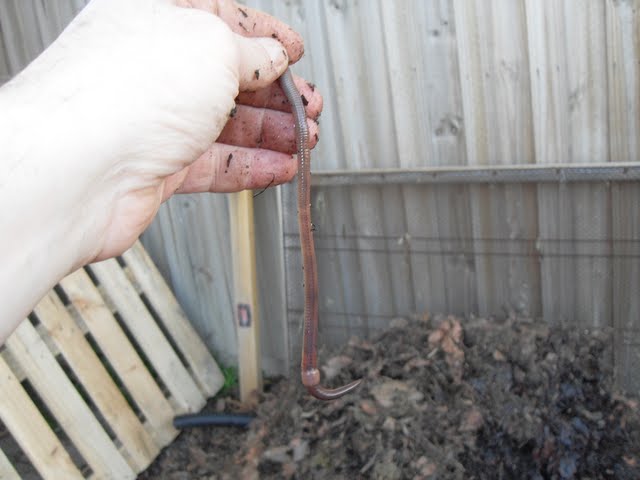 this earthworm was living in the coffee compost