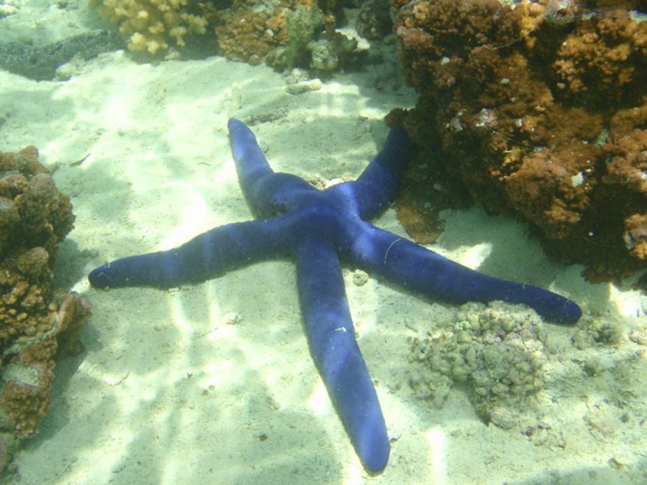 Linckia laevigata (Blue Linckia Starfish), Aitutaki.