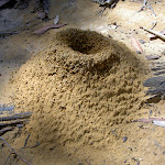 Ant hill (34766)