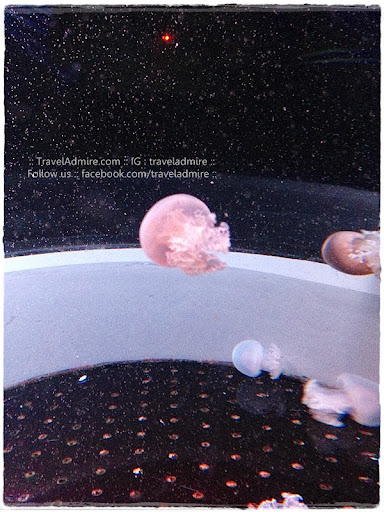 jellyfish kindergarten @ S.E.A aquarium