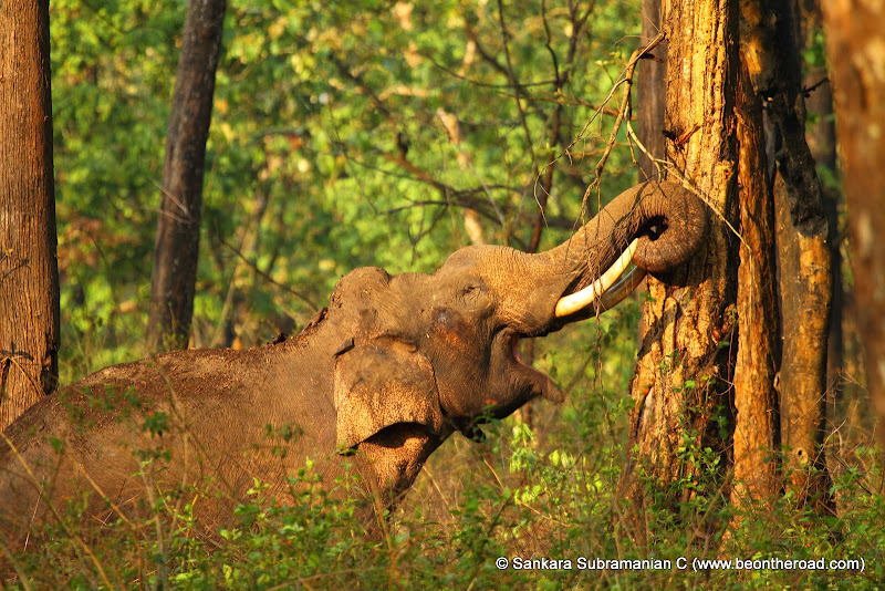 A tusker in musth at Nagarhole National Park