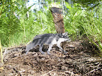 Paseo del Lobo Section 10 (Photo by Pinetop-Lakeside TRACKS hikers)