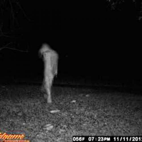Bigfoot Or Another Unknown Humanoid