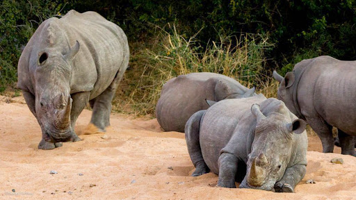 Rhinos. Photo by Susan Portnoy, the Insatiable Traveler