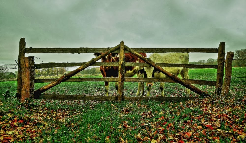 2 koeien achter het houten hek Sized_koeien+achter+het+hek