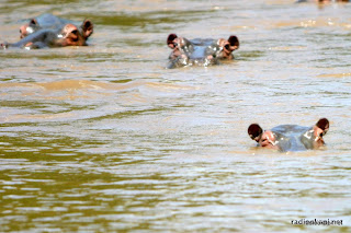 Des hippopotames dans le parc des Virunga, Nord Kivu, 2004.