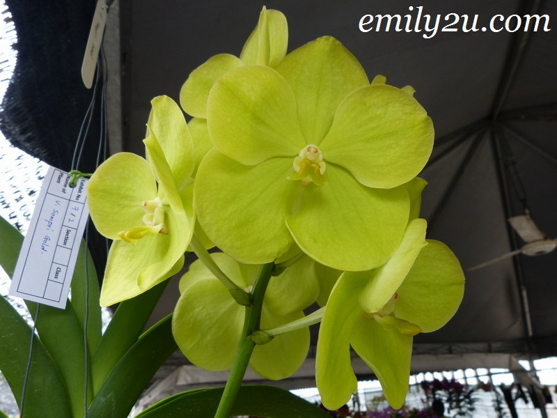Pesta Orkid