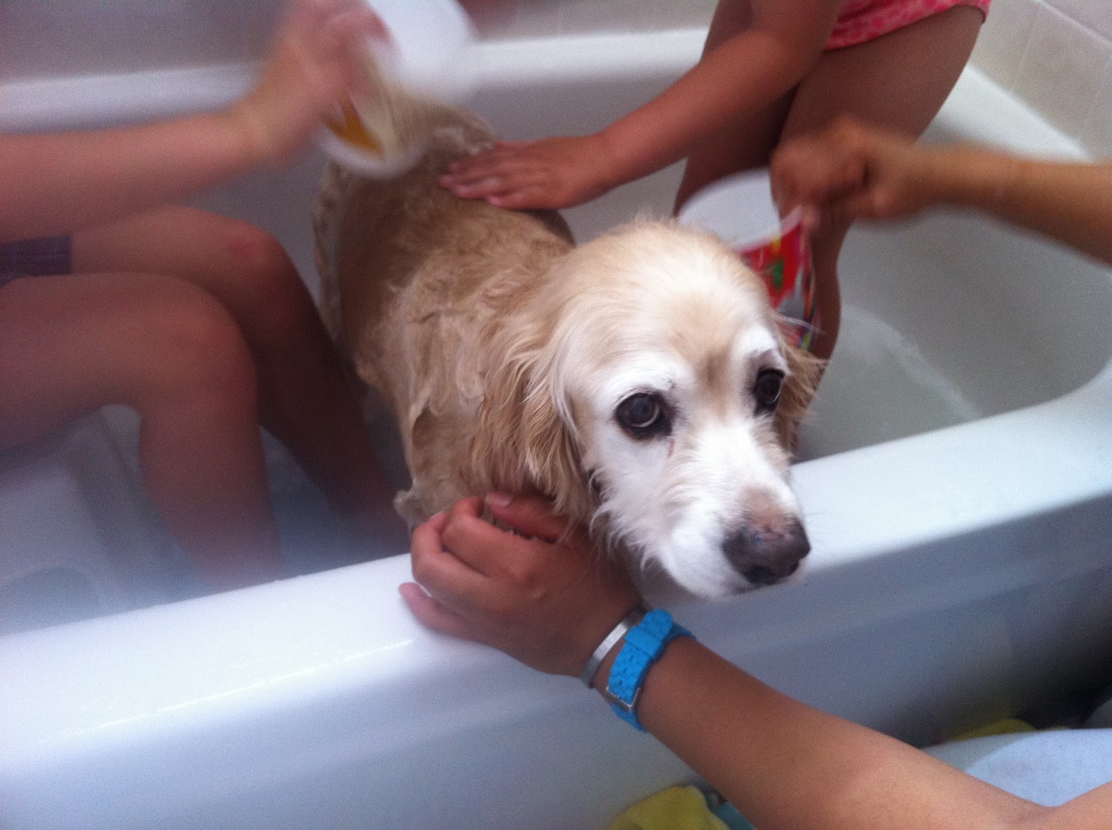 Can I Bathe My Dog Twice A Week Can I Bathe My Dog Twice A Week