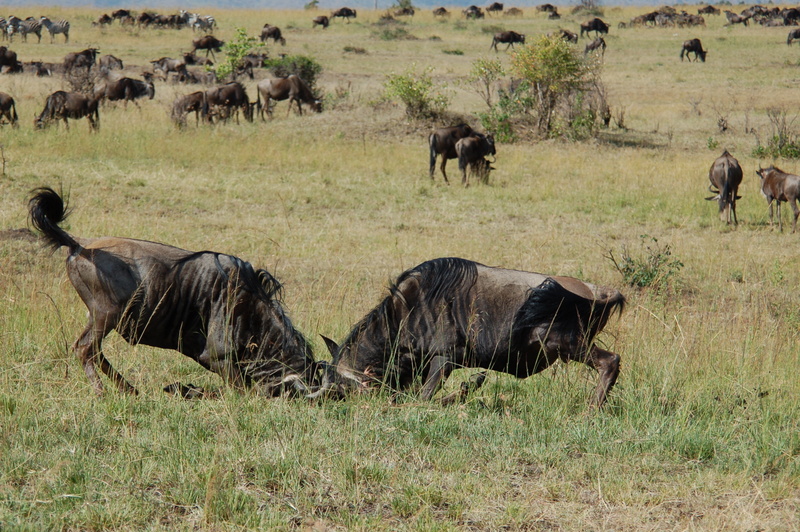 El zoo más grande del mundo - Kenya (2009) - Blogs de Kenia - Maasai Mara (27-29 de junio de 2009) (52)
