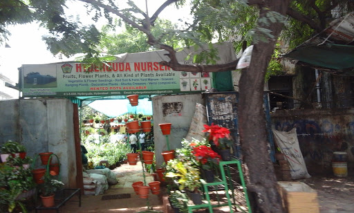 Hyderguda Nursery, 331,, 3-6-166/1, Street Number 18, Avanti Nagar, Basheer Bagh, Hyderabad, Telangana 500029, India, Plant_Nursery, state TS