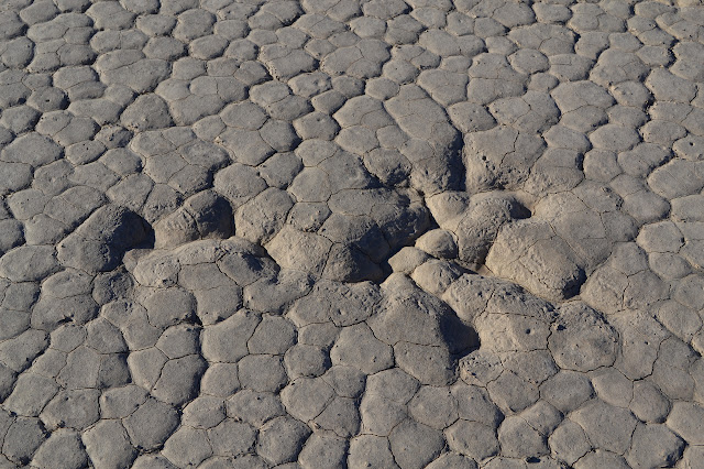 depressions in the mud