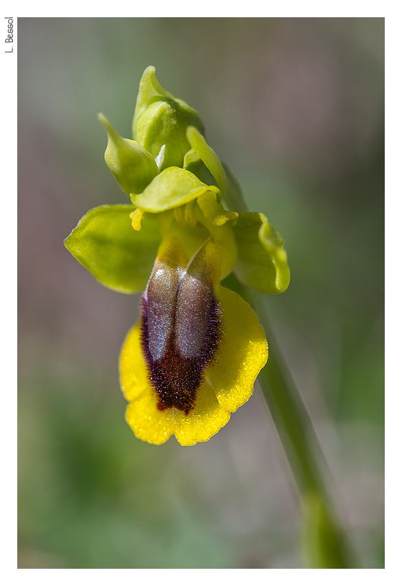 Ophrys (Pseudophrys) lutea ( Ophrys jaune ) Bessol_gers_LB0201