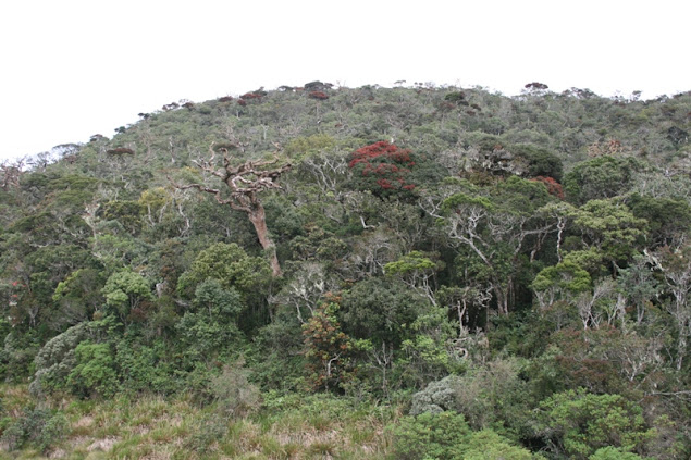 Sri Lankа - сейчас. Много фото пляжей. Sri Lankа - сейчас. Много фото пляжей.