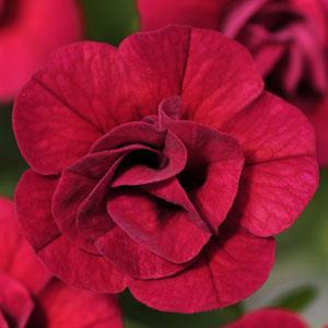 MiniFamous Double® Magenta