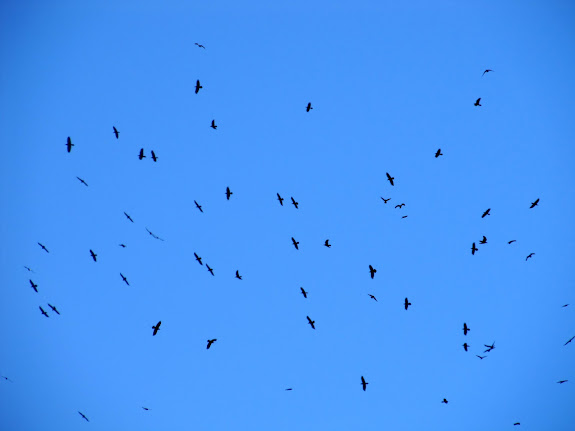 Ravens in the air over Head of Sinbad