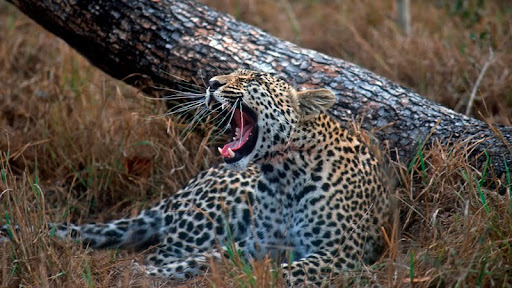 Young Leopard, Sabi Sand Wildtuin Reserve, South Africa.jpg