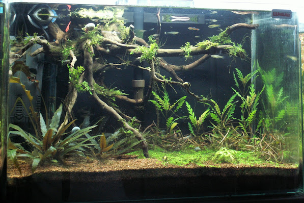 Aquariums plantés Aquarium+35+litres+n+4+19+03+2013
