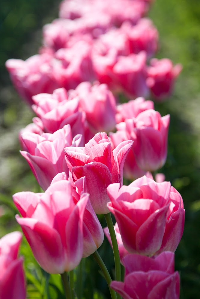 2015_04_08-tulips-4277.jpg