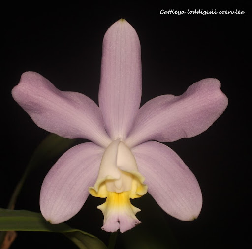 Cattleya loddigesii f. coerulea IMG_0997b%2520%2528Medium%2529