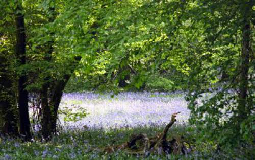 Magical Days Out Bluebell Walk