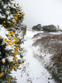 The gorse still in flower no matter what the weather, season or temperature