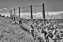 3 maggio 2014 Grana, Alfiano Natta, Grazzano Badoglio, Montachiaro,Montemagno d'Asti - fotografia di Vittorio Ubertone