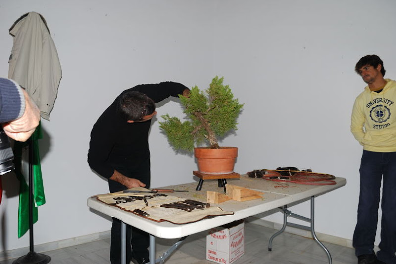 XI Exposición Invernal de bonsai de la A.S.B. Chokkan 155%252520XI%252520Exp.Inv.%252520ASBC%25252020111204%252520228