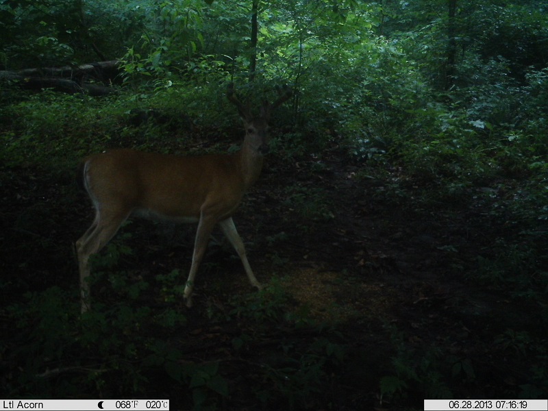 Nother pic of the young Buck (Ltl Acorn 5210A 940nm) 3%2520%25285%2529
