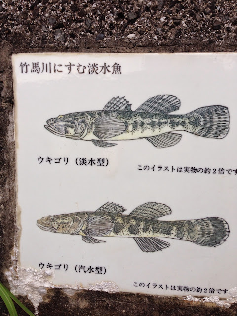 竹馬川に棲む淡水魚-2
