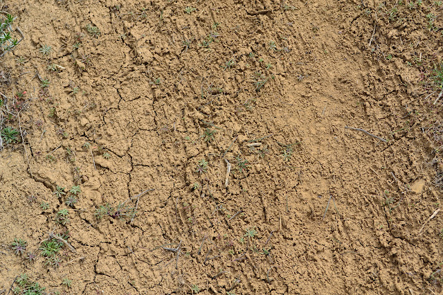 tracks of rain in the dried mud