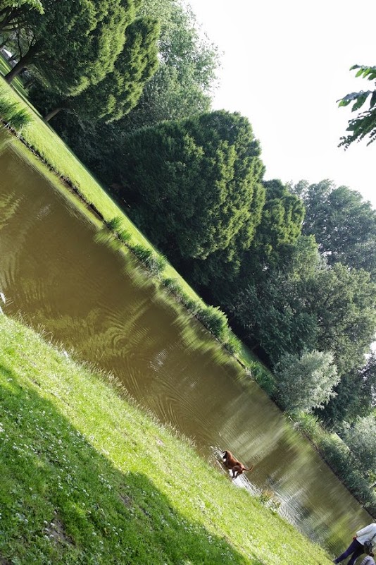 Cane che si bagna in lago