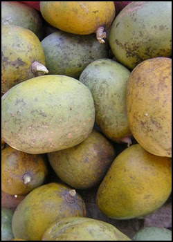 Sri Lanka Indigenous Trees: Beli - Bael fruit (Aegle marmelos)