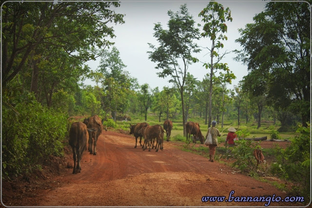 วิถีชาวนา