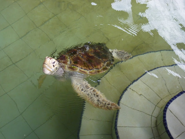 Blog de voyage-en-famille : Voyages en famille, Cherating, rythme tortue