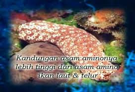 Kandungan teripang (sea cucumber)