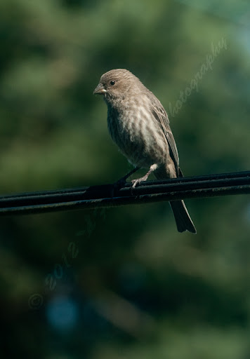 03-25-2012_friendly_house_finch_shot2_wm.jpg