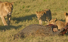 Wildlife Photos of Lionesses attacking a Crocodile (Lionesses vc Crocodile)
