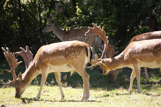 Ocknell Campsite New Forest