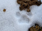 Bobcat track in the snow