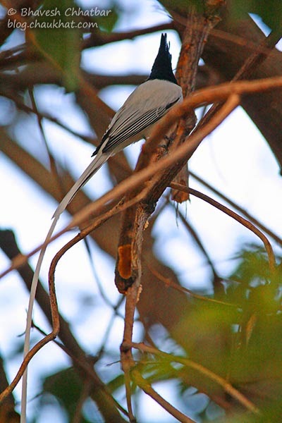 Long tail of an Asian Paradise Flycatcher