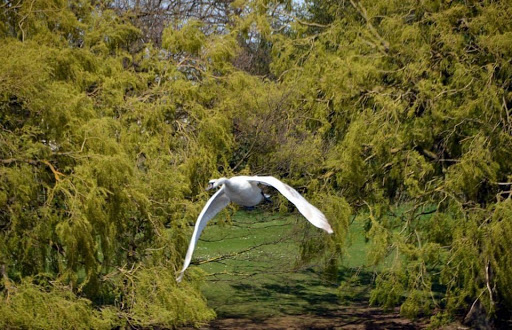 Harrow Lodge Park